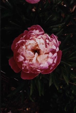 helmsley.jpg (16451 bytes)